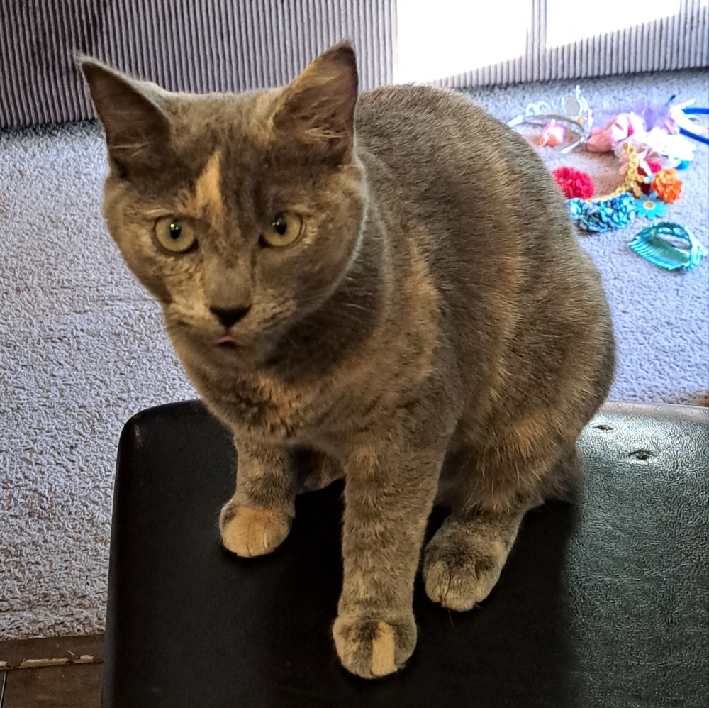 Meet your Posher, Rhiannon